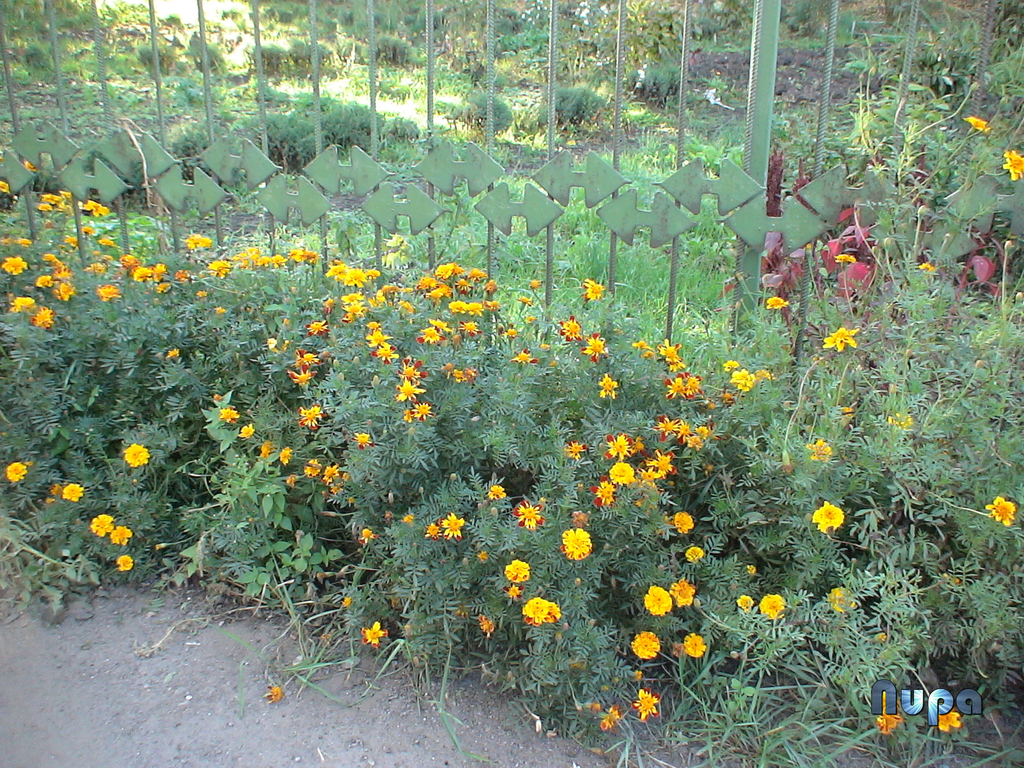 Цветы у забора пришкольного участка. Фотгорафия 2006 года