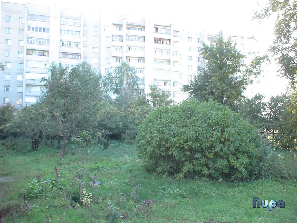 Пришкольный участок. Фотография 2006 года