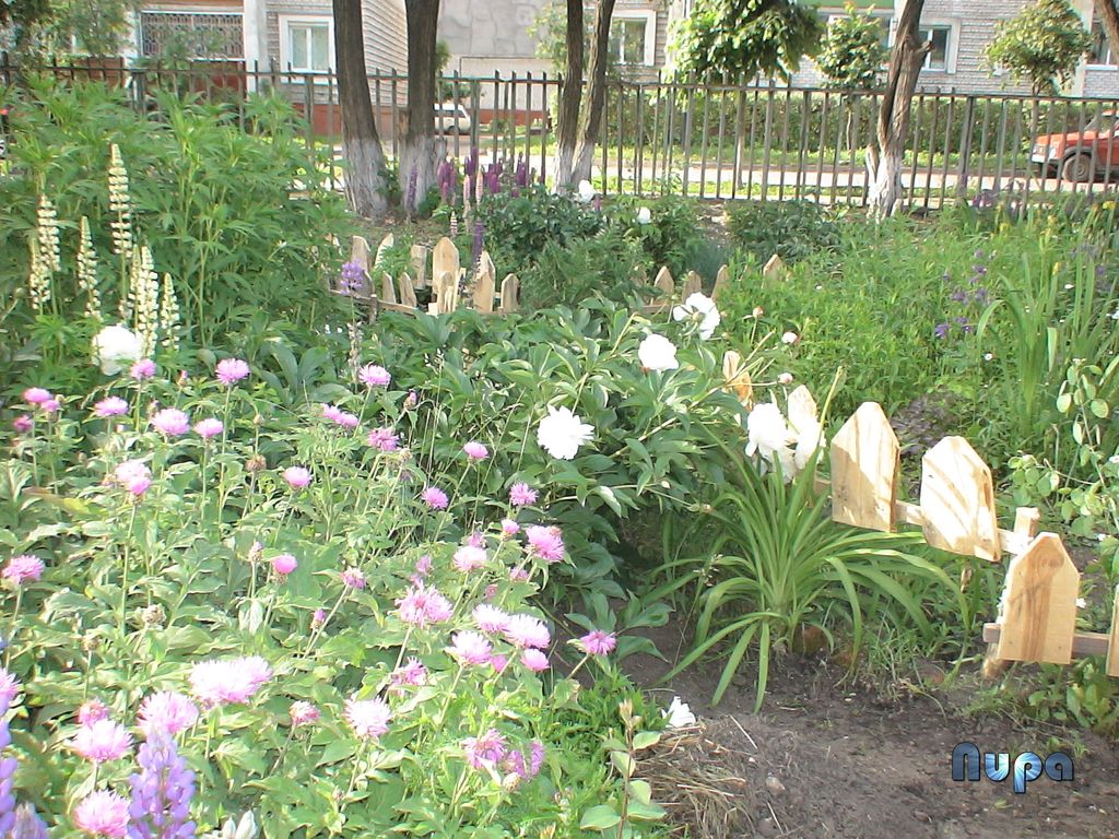 Пришкольный участок. Фотография 2006 года